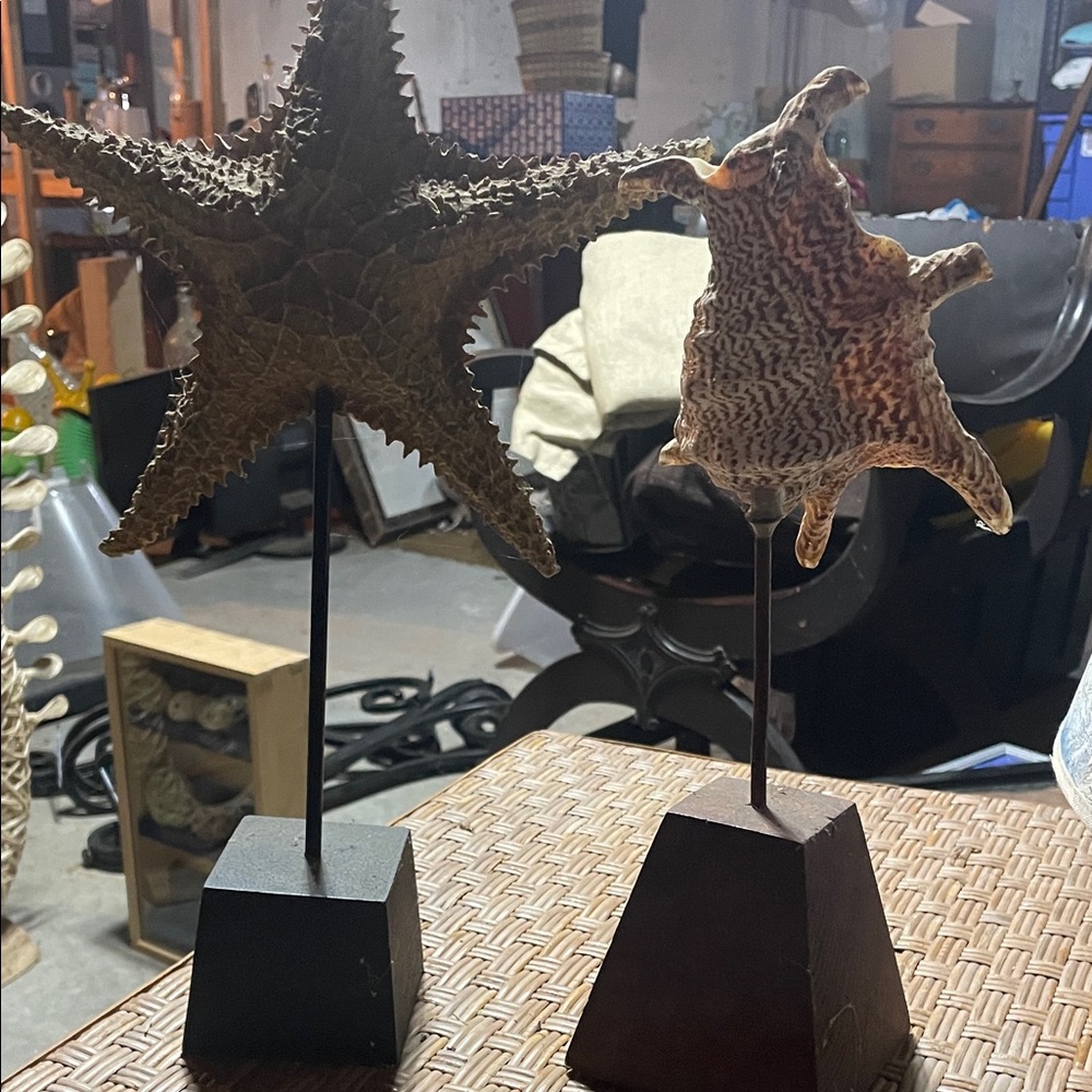 Decorative Starfish and Shell Sculpture